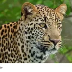 leopard attack