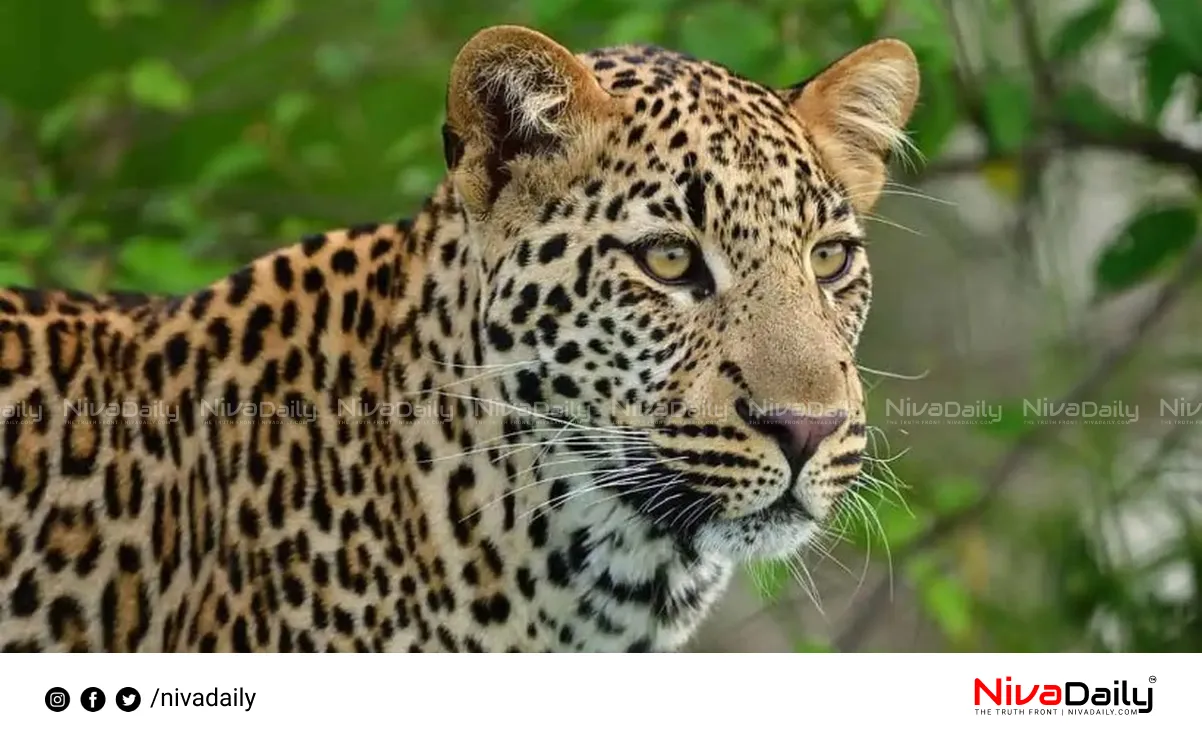 leopard attack