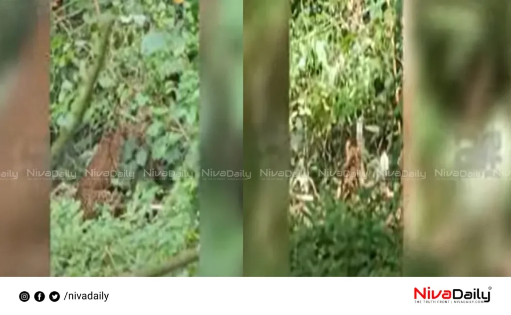 leopard trapped kerala
