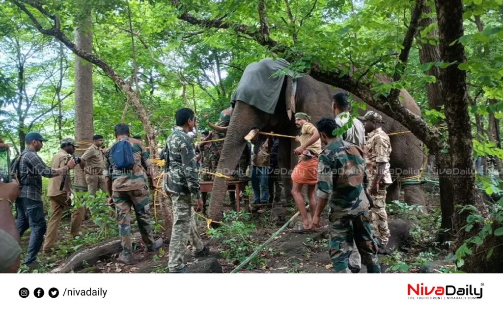 PT Five elephant