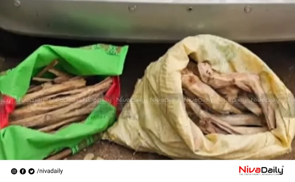 Attappadi sandalwood seizure