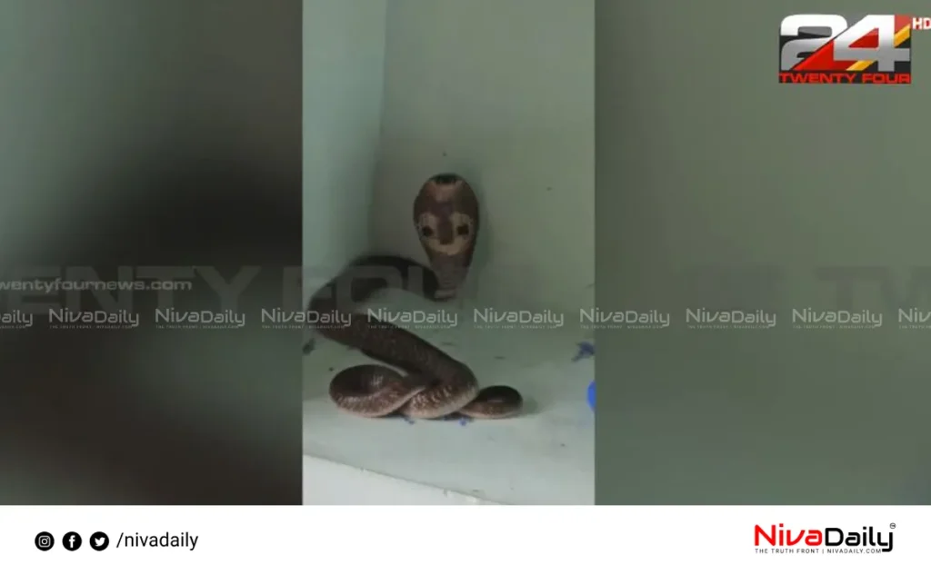 snake in Anganwadi