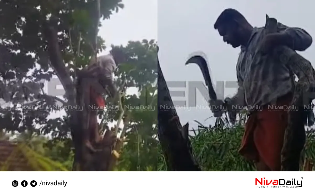 Kasargod school tree cut
