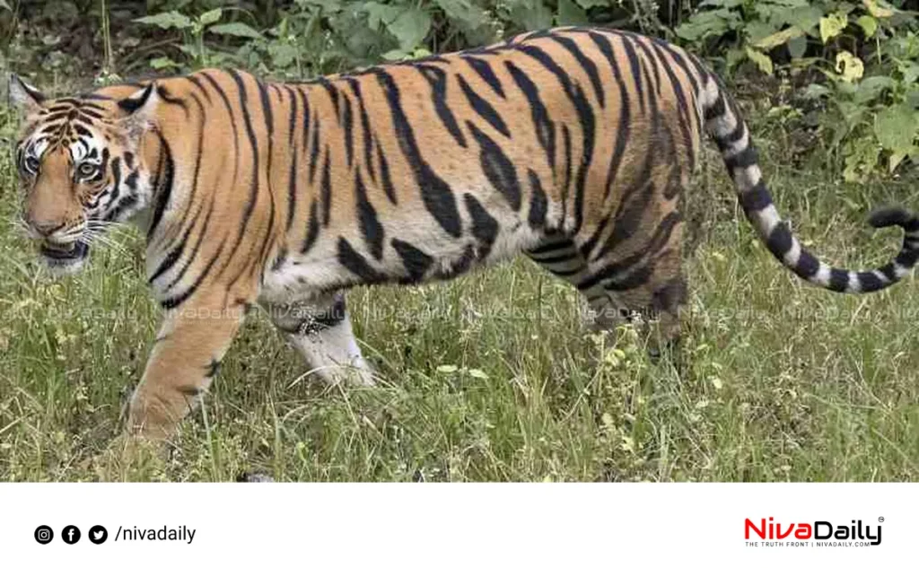 Thrissur tiger attack