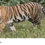 Thrissur tiger attack