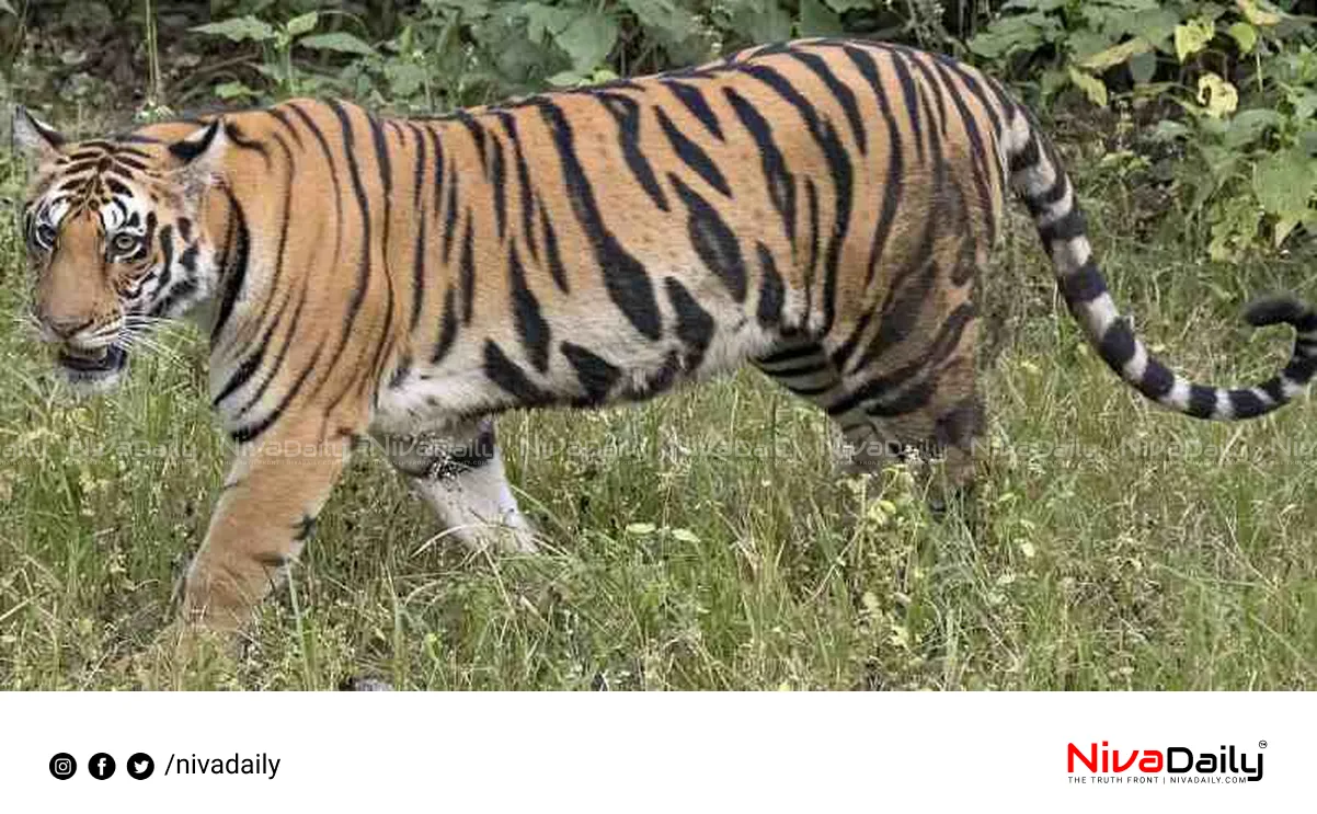 Thrissur tiger attack