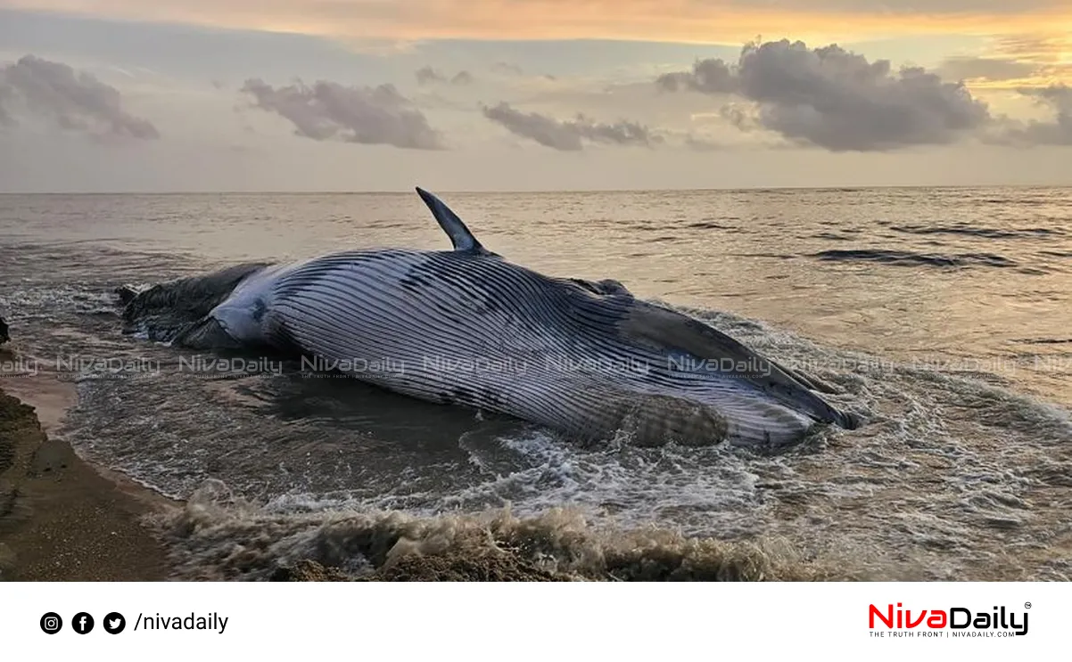 Arabian sea whale deaths