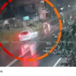 Wild Buffalo Accident