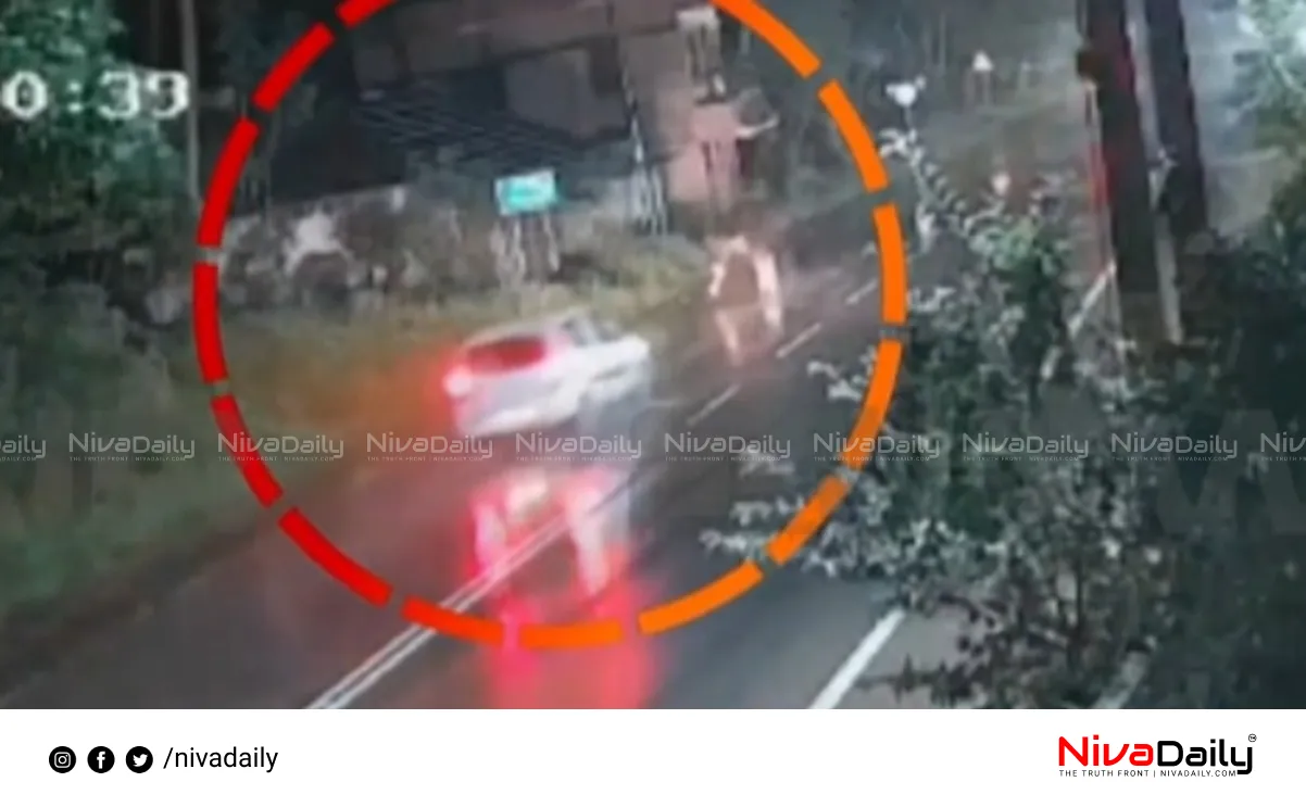 Wild Buffalo Accident