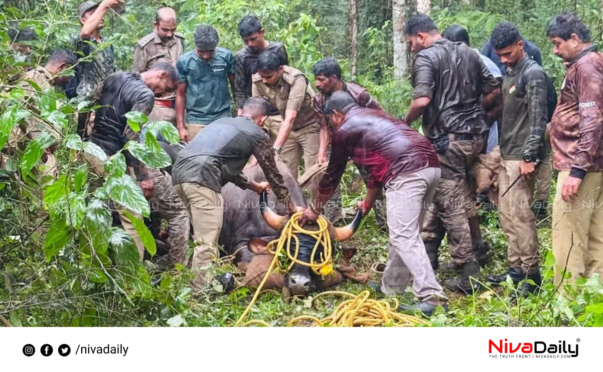 wild buffalo capture