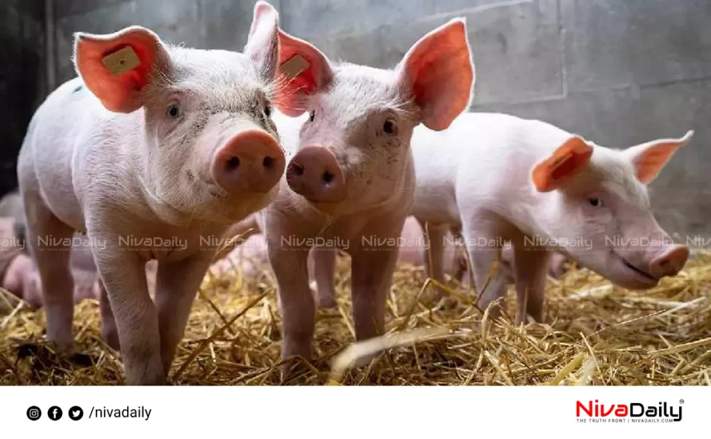 African Swine Flu