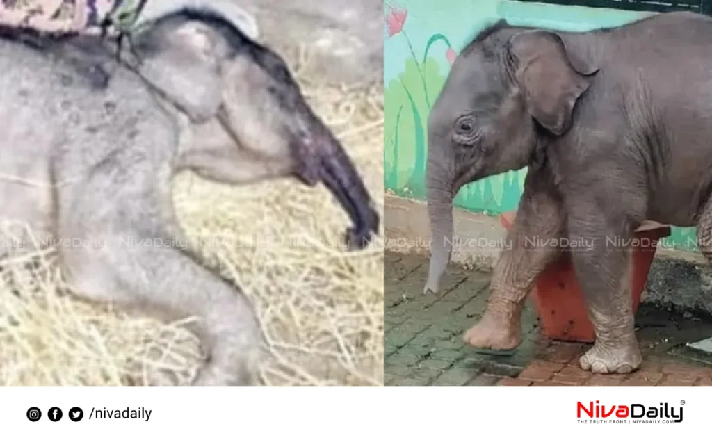Wayanad baby elephant