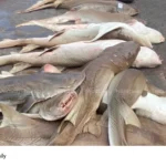 shark fishing concerns