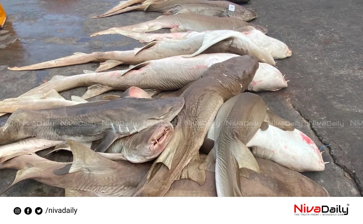 shark fishing concerns