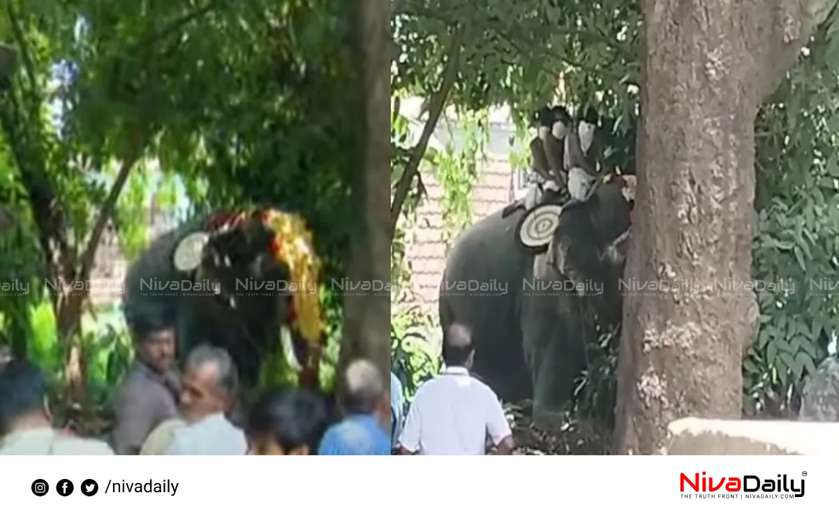 Palakkad elephant ran amok