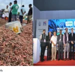 global fish certification