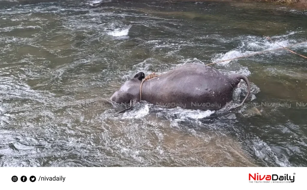 Forest elephant deaths