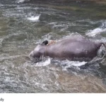 Forest elephant deaths