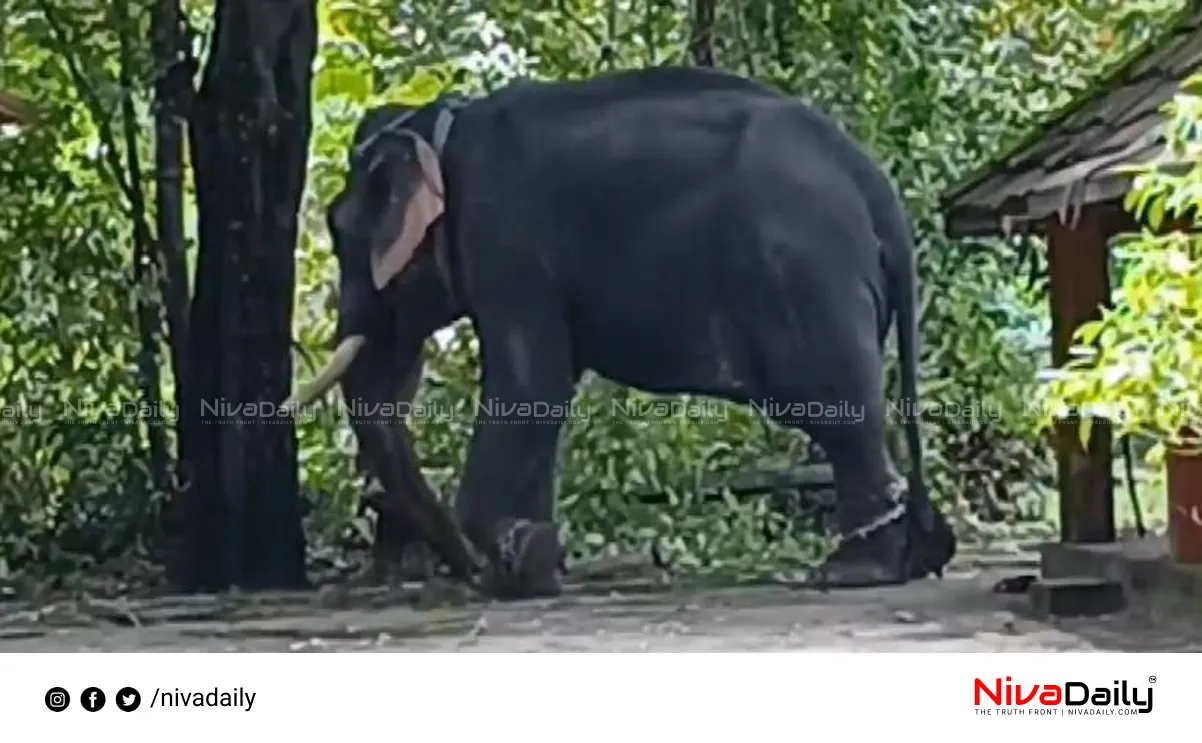 Elephant attack