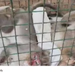 monkey deaths palode