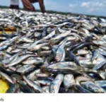 sardine availability