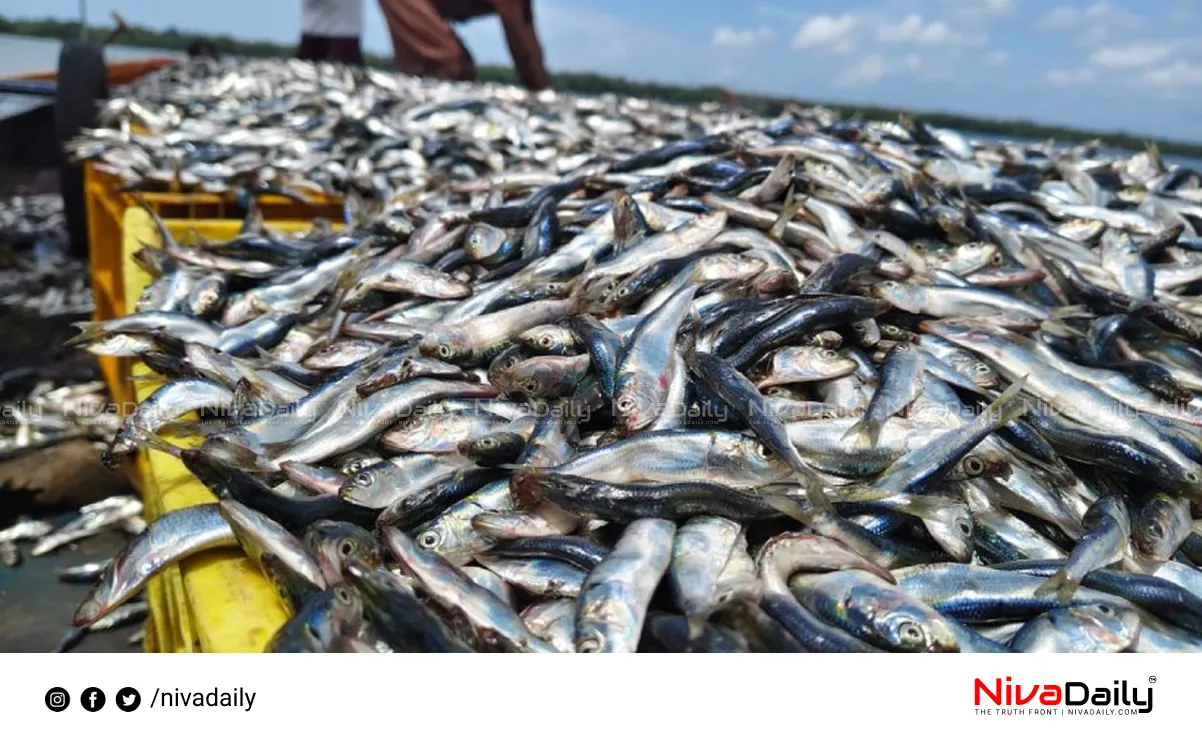 sardine availability