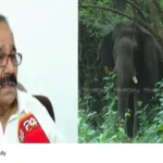 PT 5 elephant treatment