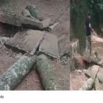 Kattakada tree accident