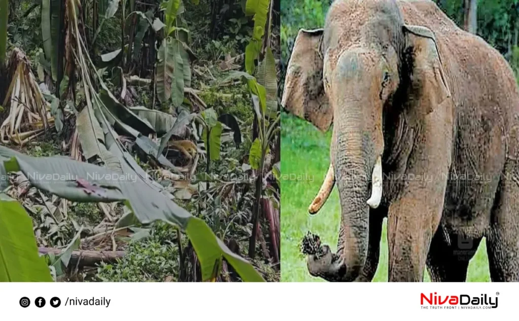Wild elephant menace