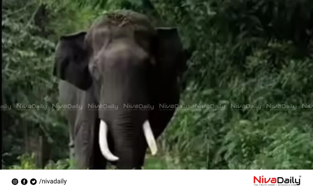 Valparai wild elephant attack