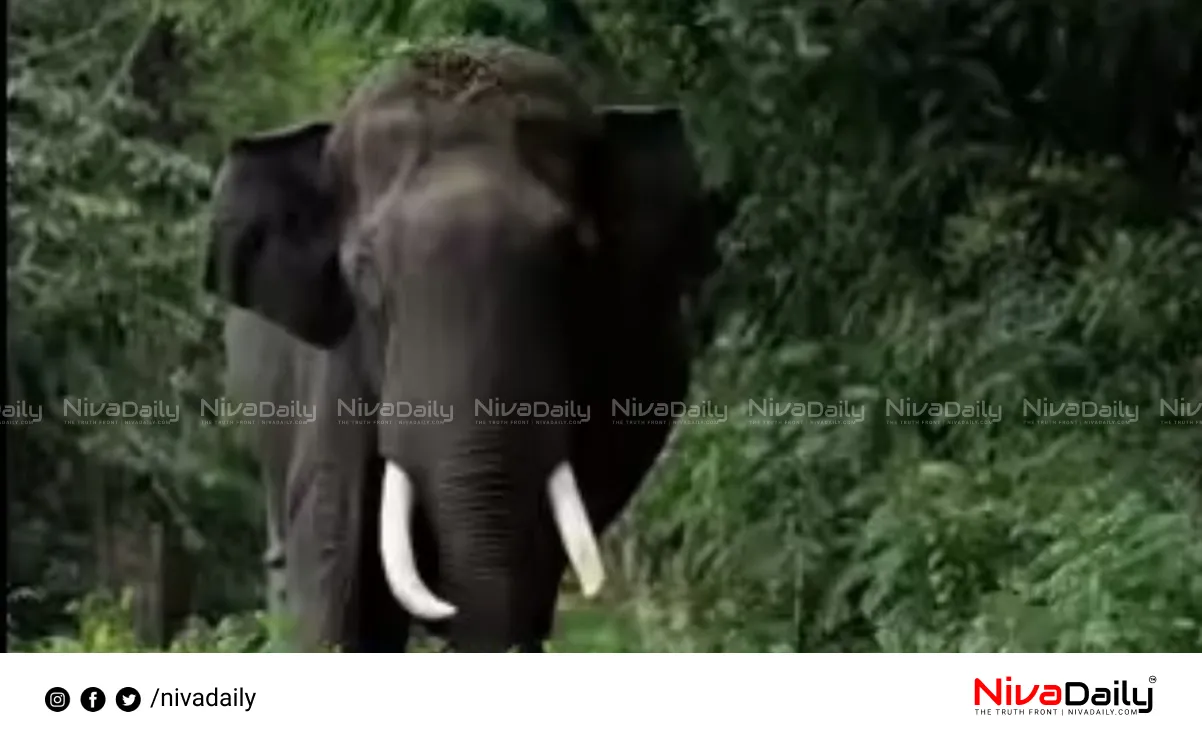Valparai wild elephant attack