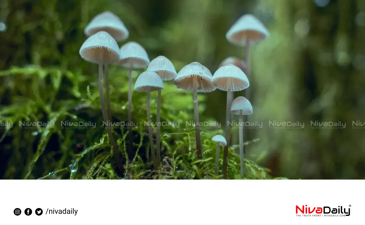 mushroom poisoning