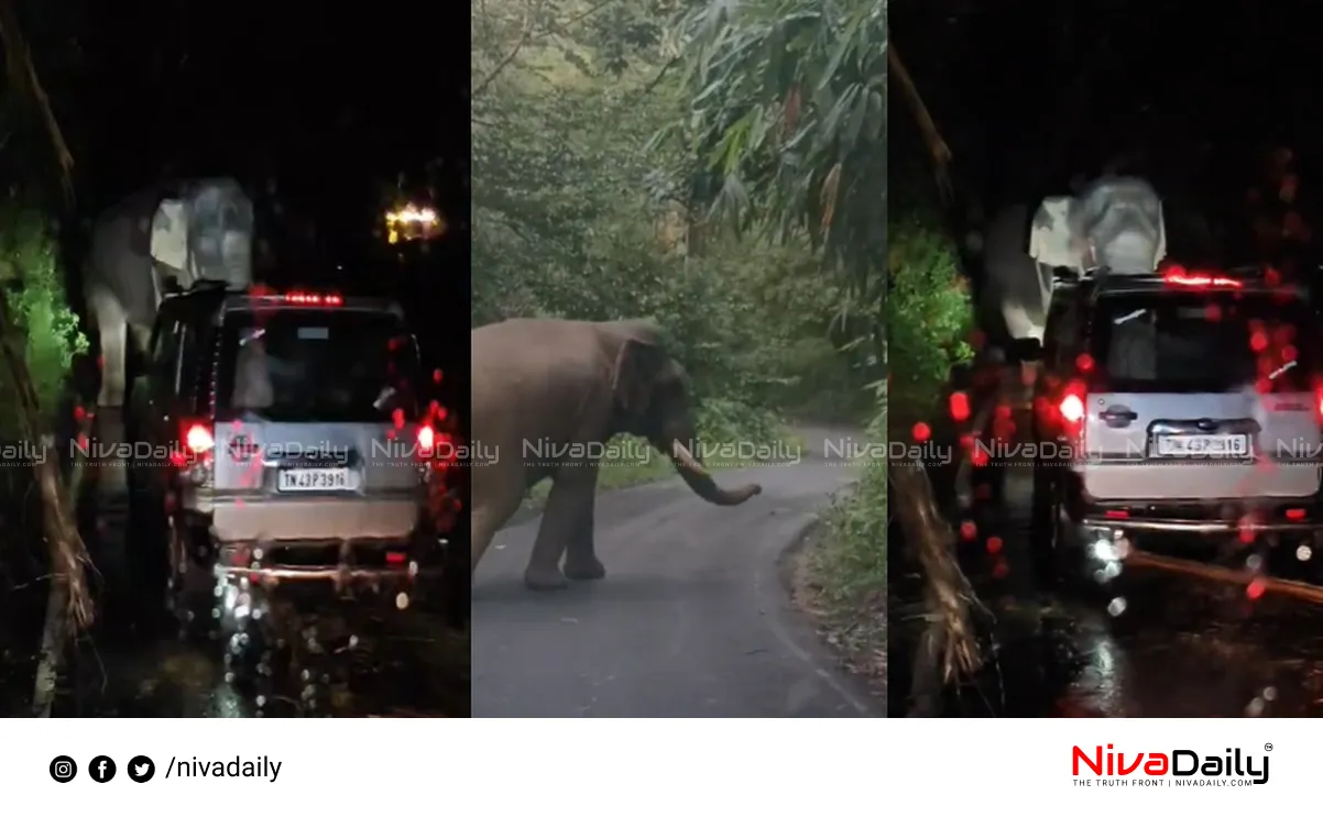 wild elephant Kabali