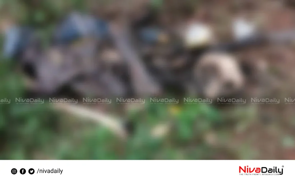 Stray dogs body found