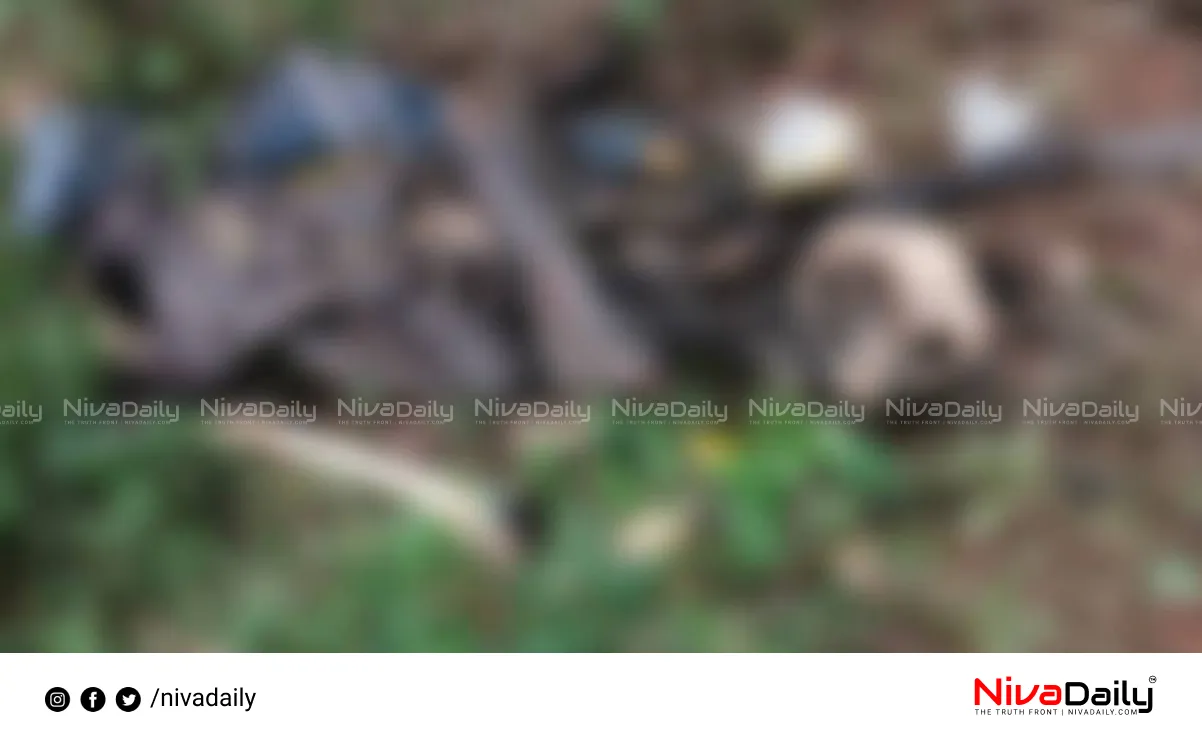 Stray dogs body found