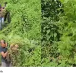 Cannabis cultivation Kerala