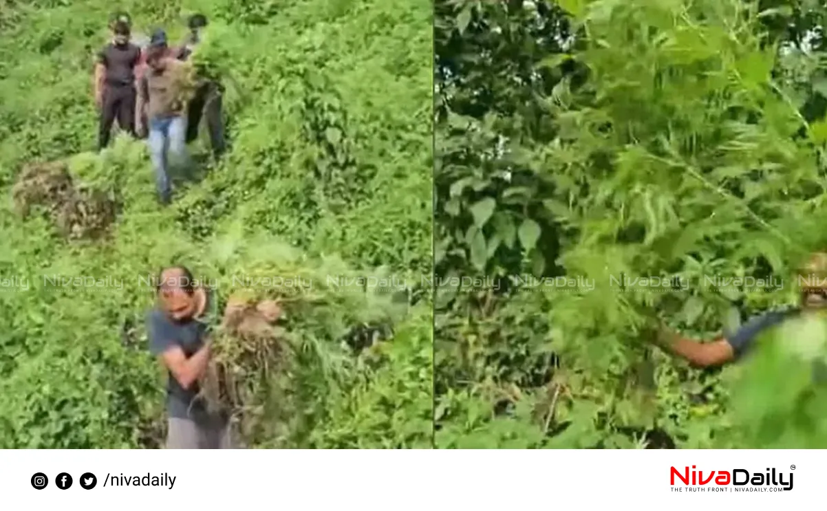 Cannabis cultivation Kerala