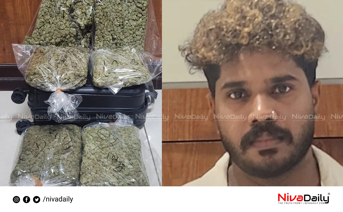 Hybrid Cannabis Seized