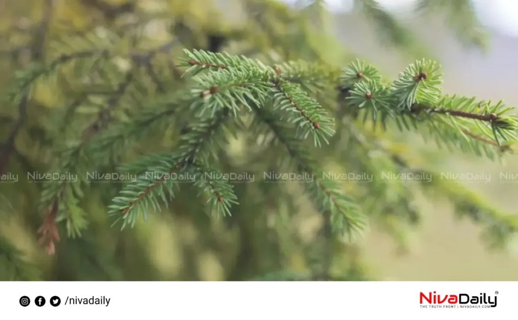 Gold in Spruce Trees