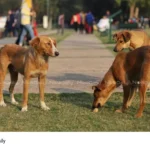stray dogs attack