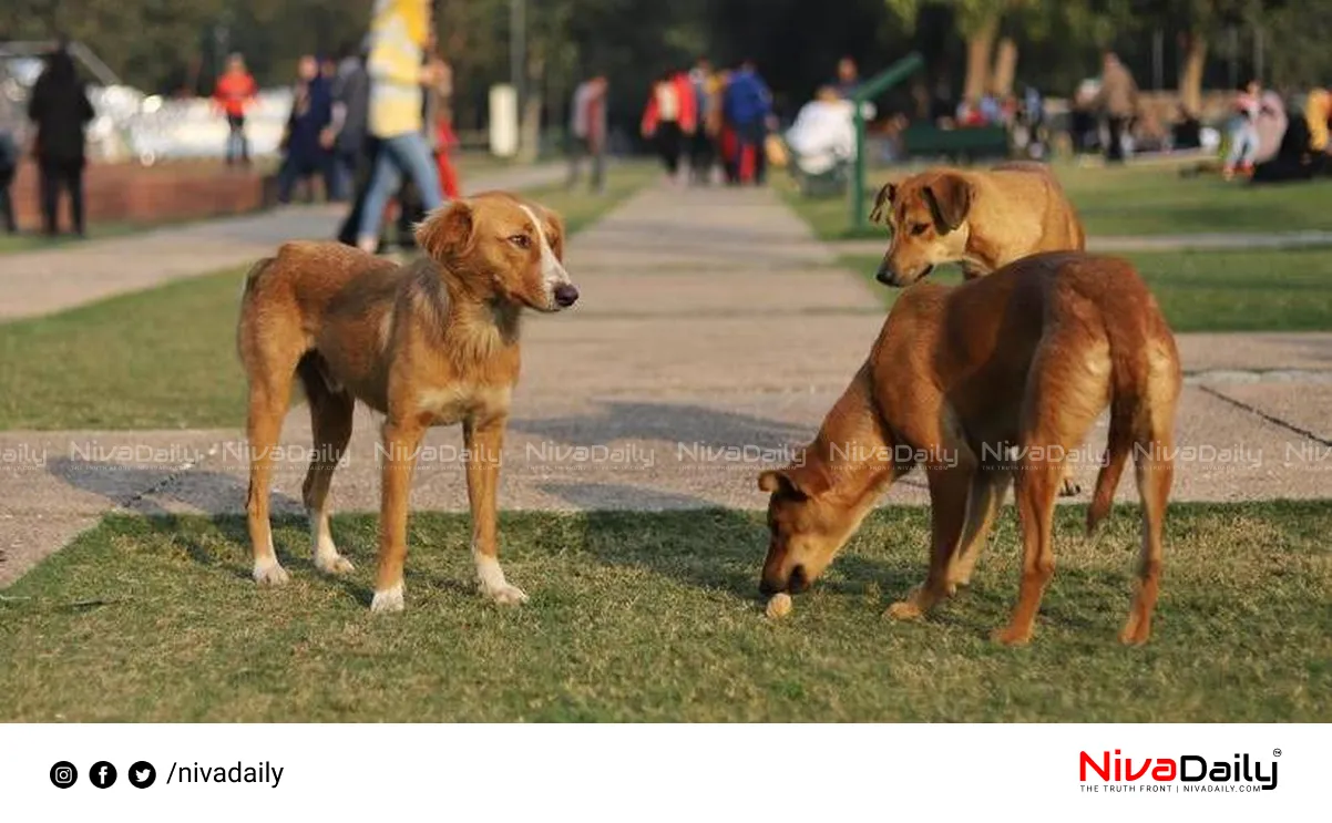 stray dogs attack