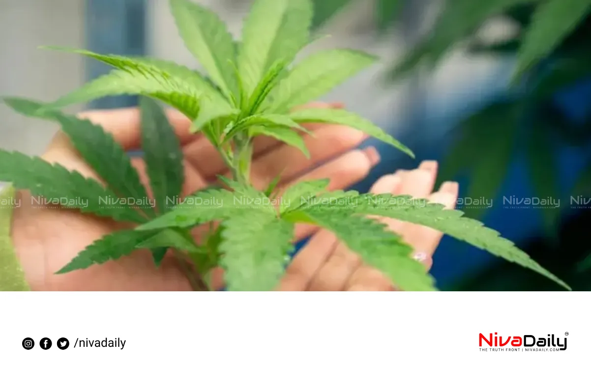 KSRTC bus Ganja Seized