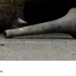 Air Horn Seizure