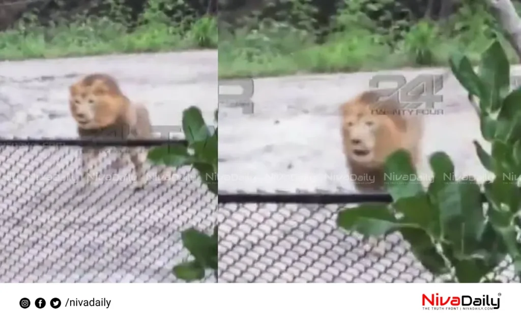 Lion Returns