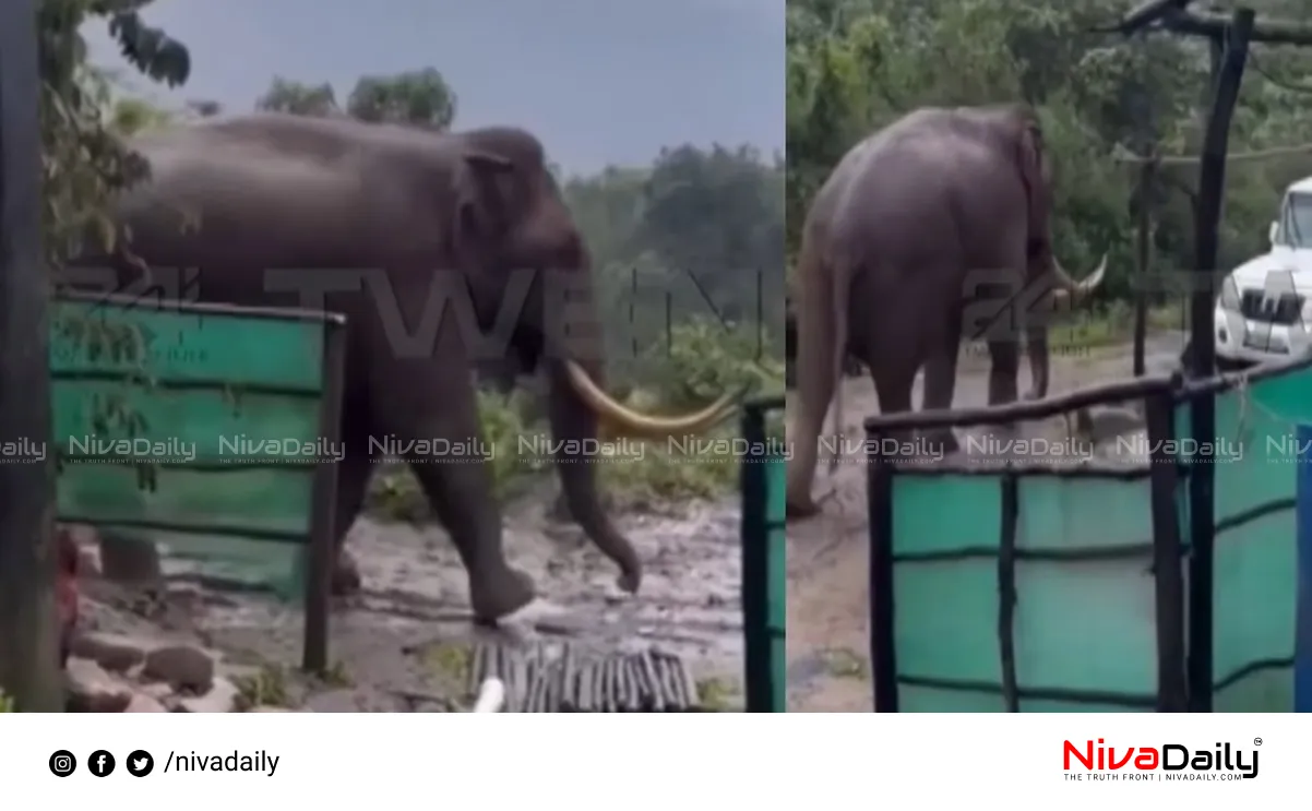 wild elephant attack