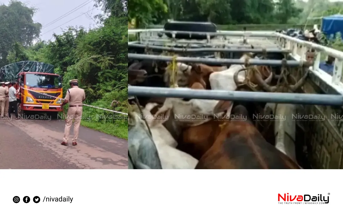 illegal cattle smuggling