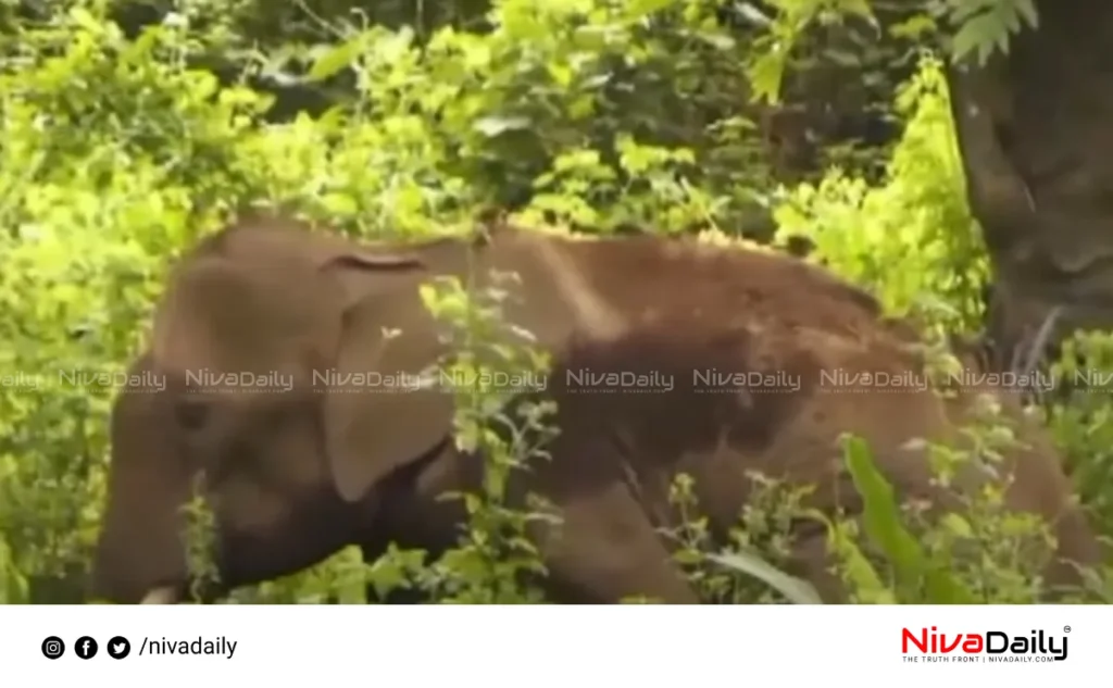 elephant health condition