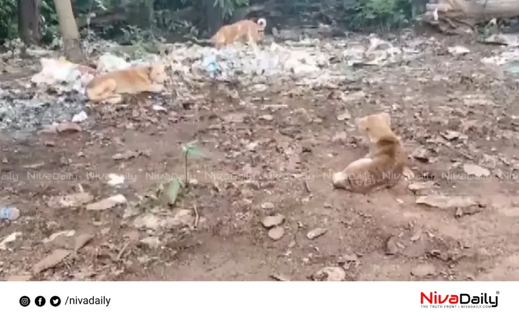 stray dogs adoor court