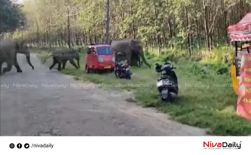 Thrissur wild elephants