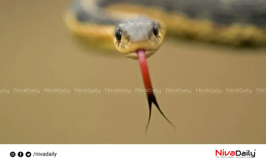 election campaign snakebite